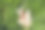 木门上有生锈的老式金属锁，野藤和荨麻的绿叶图片下载