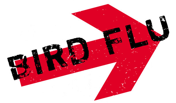 禽流感橡皮图章图片下载