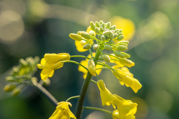 油菜植物的户外照片。芥菜花开花。油菜(甘蓝型油菜、油菜籽、油菜籽、油菜)。美丽的油菜籽花特写在自然背景上，选择性聚焦。图片下载
