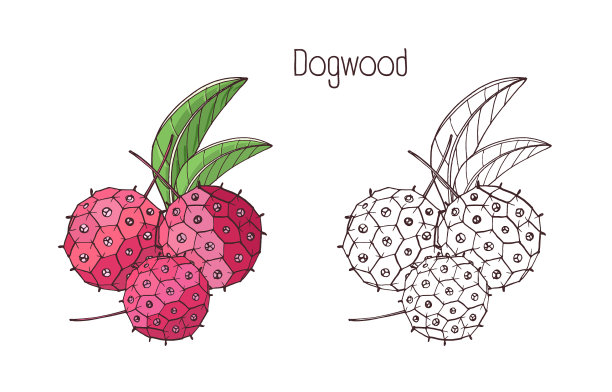 单色轮廓和彩色图纸的异国情调图片下载