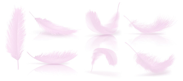 逼真的3d设置粉红色的鸟羽毛图片下载