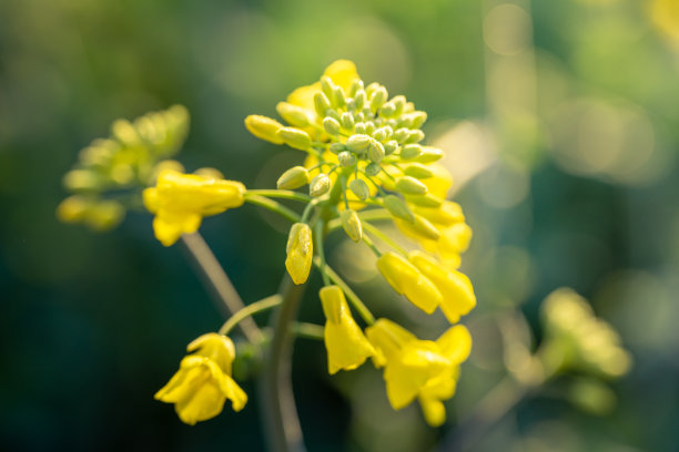 油菜植物的户外照片。芥菜花开花。油菜(甘蓝型油菜、油菜籽、油菜籽、油菜)。美丽的油菜籽花特写在自然背景上，选择性聚焦。图片下载
