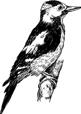 啄木鸟素描手绘啄木鸟图片下载