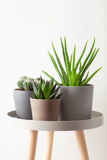 绿色室内植物仙人掌，肉质芦荟，天竺葵，野蔷薇图片下载