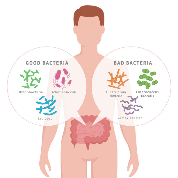 人体肠道中的有益菌和有害菌图片下载