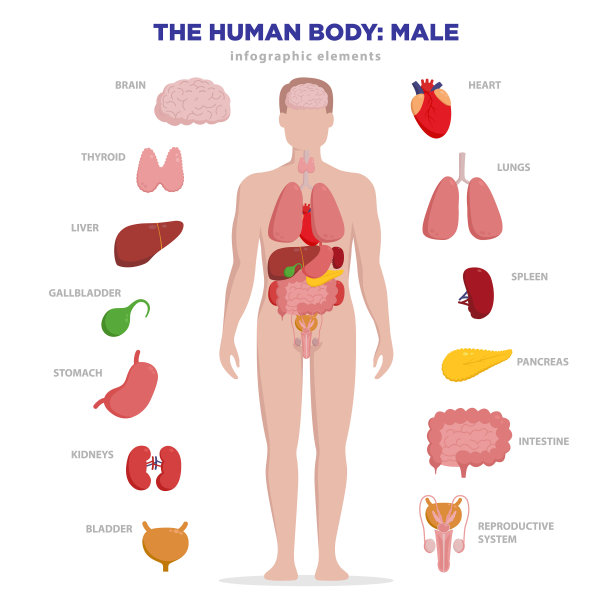 人体解剖信息图元素集图片下载