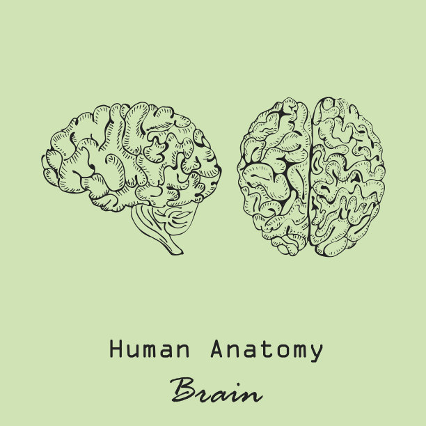 handdrawn人类大脑图片下载