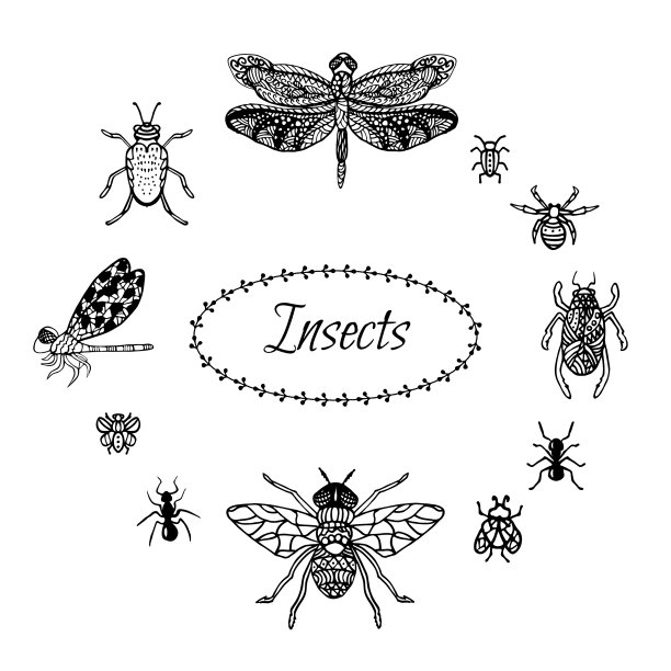 手绘昆虫在zantangle风格黑色图片下载