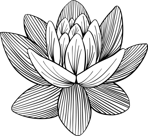 莲子百合水图片下载