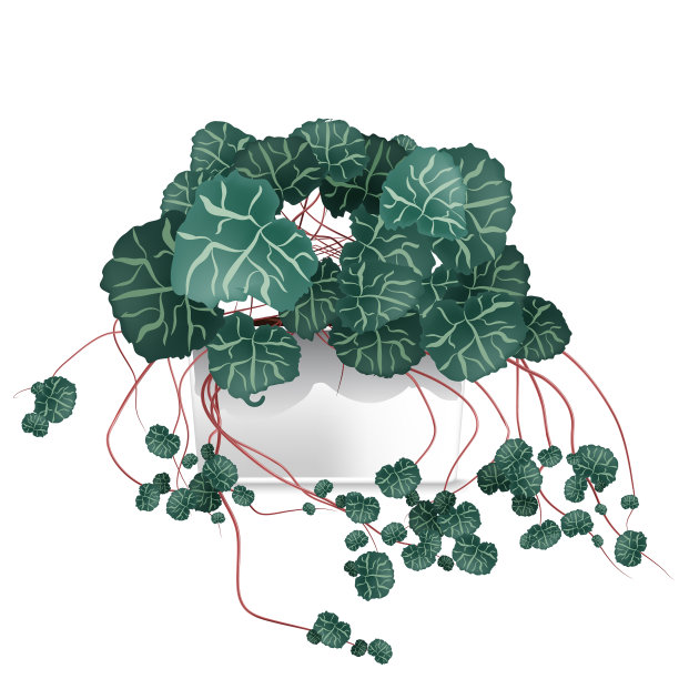 花斑植物在一个白色的盆栽元素的家图片下载