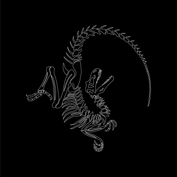 一张黑色的迅猛龙骨架的图片图片下载