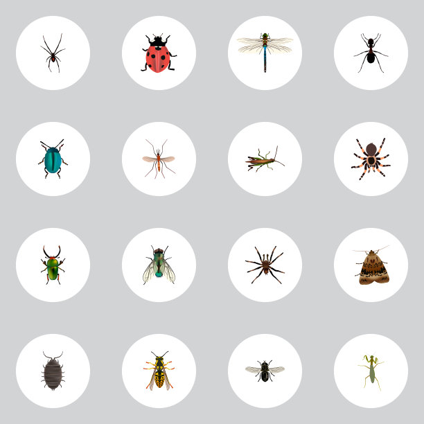 现实的蚋、蝴蝶、家蝇等图片下载