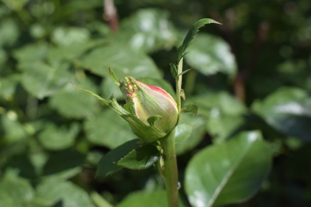 黄色和粉红色的玫瑰花蕾图片下载