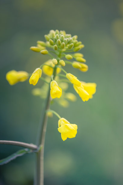 油菜植物的户外照片。芥菜花开花。油菜(甘蓝型油菜、油菜籽、油菜籽、油菜)。美丽的油菜籽花特写在自然背景上，选择性聚焦。图片下载