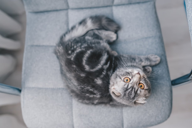 休息苏格兰折叠小猫躺在椅子上和看向上。俯视图图片下载