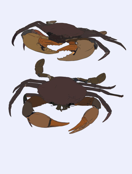 复古蟹画手绘单色图片下载