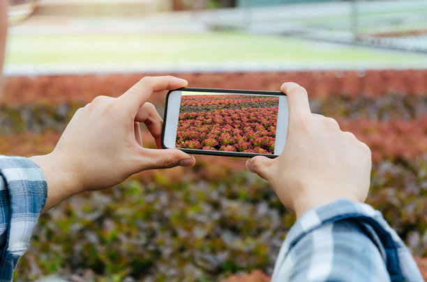 农民手用移动智能手机拍摄室内有机水培新鲜绿色蔬菜在温室花园苗圃农场生产，农业经营，智能农业的技术理念图片下载