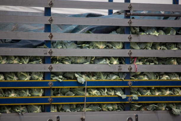 小货车上的卷心菜图片下载