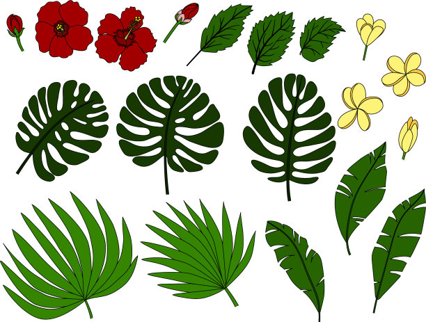 热带的花和棕榈叶图片下载