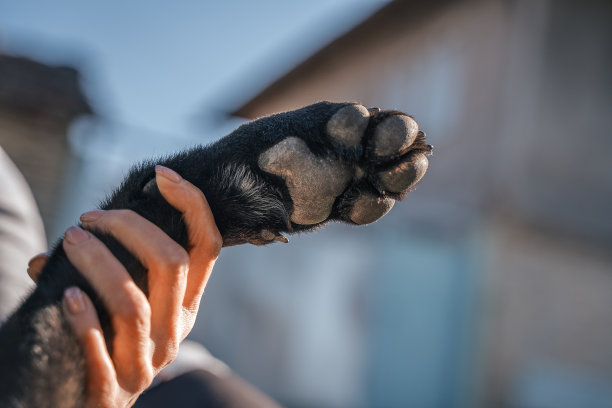 用狗爪子挥手打招呼。图片下载