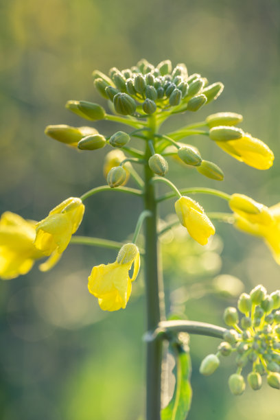 油菜植物的户外照片。芥菜花开花。油菜(甘蓝型油菜、油菜籽、油菜籽、油菜)。美丽的油菜籽花特写在自然背景上，选择性聚焦。图片下载