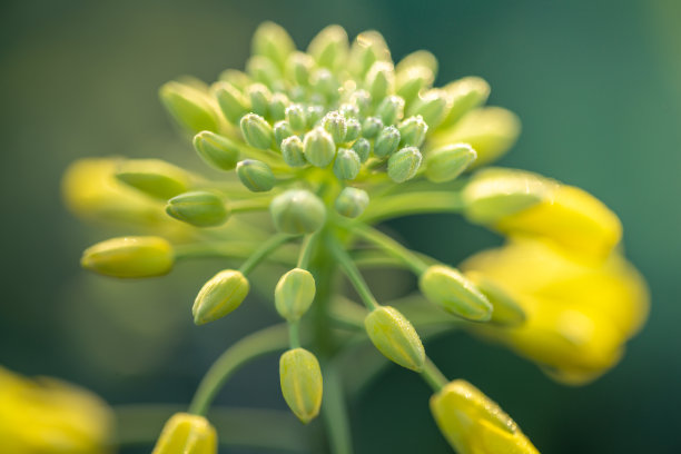 油菜植物的户外照片。芥菜花开花。油菜(甘蓝型油菜、油菜籽、油菜籽、油菜)。美丽的油菜籽花特写在自然背景上，选择性聚焦。图片下载