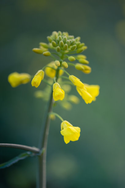 油菜植物的户外照片。芥菜花开花。油菜(甘蓝型油菜、油菜籽、油菜籽、油菜)。美丽的油菜籽花特写在自然背景上，选择性聚焦。图片下载