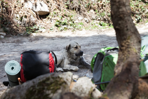 悲伤的狗休息在树荫下的土路附近的森林大徒步旅行背包图片下载