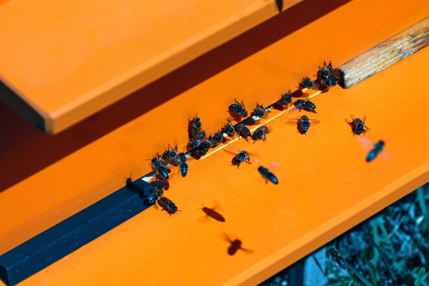 一群蜜蜂飞到蜂房图片下载