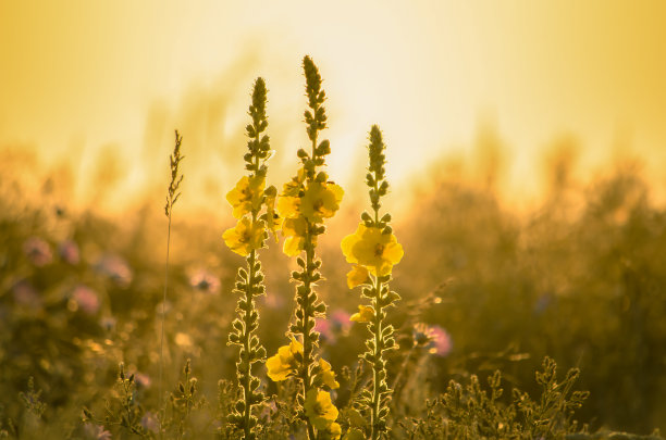 夏天太阳的花图片下载