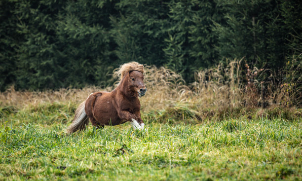 看到一匹马在田野上奔跑图片下载