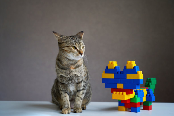 猫是活的，是猫的设计者。图片下载