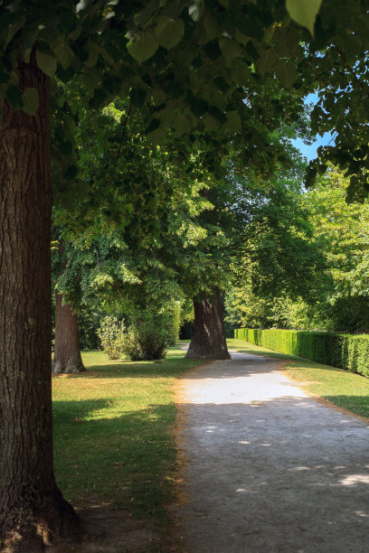 夏天，菩提树小巷在城市公园图片下载