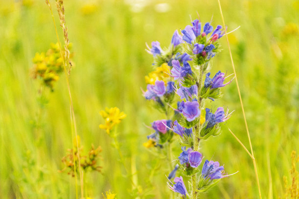 田野里长满了青草，开着一朵紫色的花。肺花特写上的绿色背景。夏天的一天。模糊的背景。图片下载