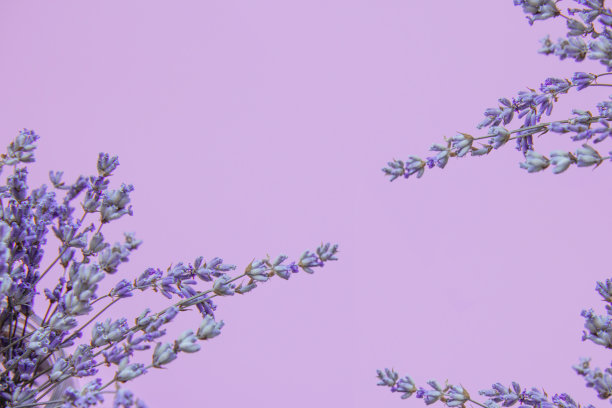 粉红色背景上的薰衣草图片下载