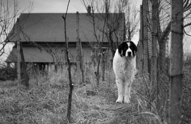 喀尔巴阡牧羊犬的黑白照片图片下载