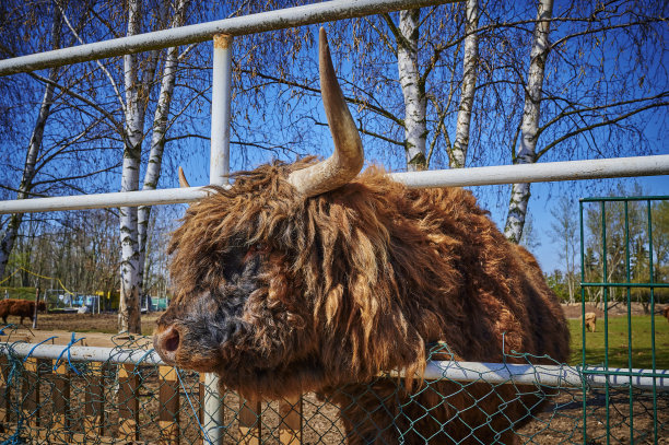 站在柏林郊区围场上的苏格兰高地牛。图片下载