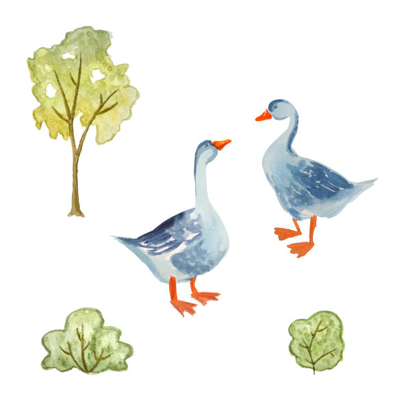 套禽鸟鹅。孤立在白色的。水彩卡通插图。素材图片