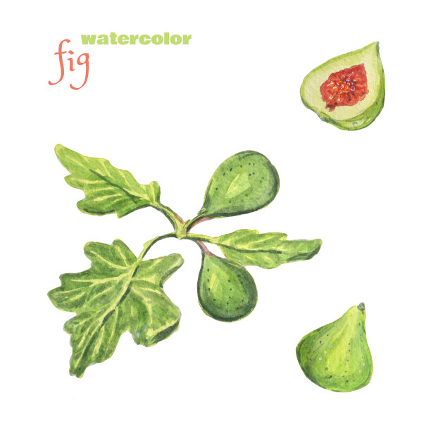 水彩绿色无花果与叶子孤立在白色的背景。素材图片