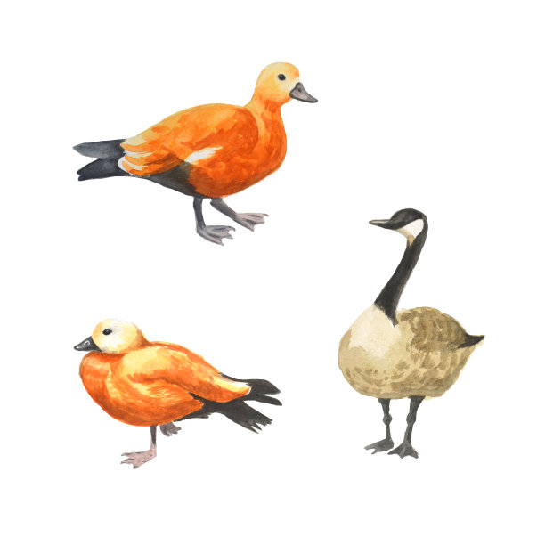 水彩定位画不同的鸭子。那只鸟孤立在白色的背景上。素材图片