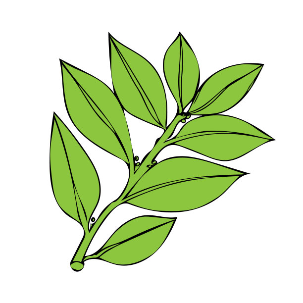 树枝的装饰图案。图片下载