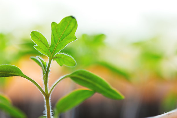 幼苗在盒子里生长的近距离照片达到了灿烂的阳光。生态农业农村理念。微绿色，有机健康食品。窗台上的温室图片下载