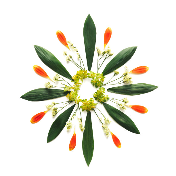 白底插花图片下载