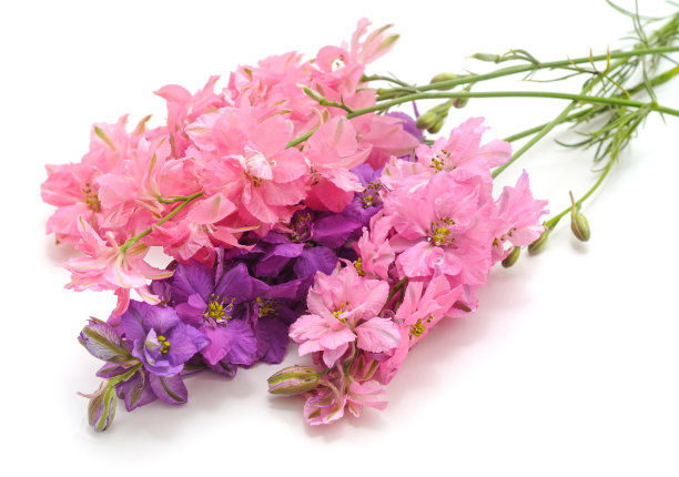 粉色dolphinium花。图片下载