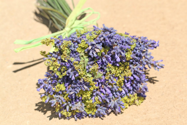 薰衣草配女大衣-薰衣草图片下载