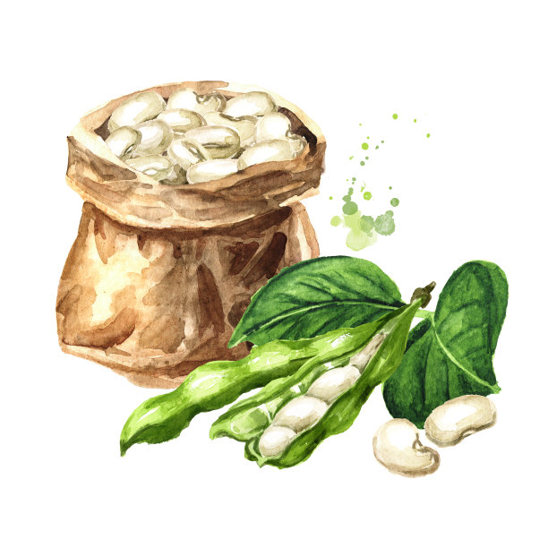 纸袋，白色的芸豆，豆荚和绿叶。手绘水彩插图，孤立的白色背景图片下载