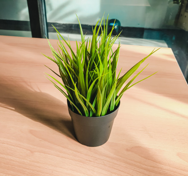 桌上盆栽植物特写镜头图片下载