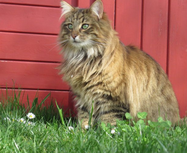 挪威森林猫在红色花园小屋前图片下载