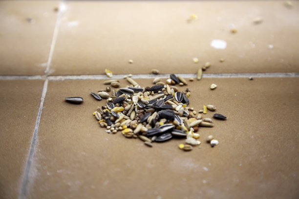 鸟食鸟图片下载