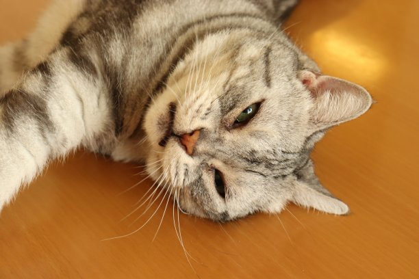 一只可爱的猫，有一张让你哭的有趣的脸。图片下载